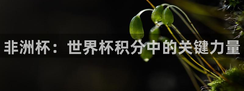 美洲杯直播：非洲杯：世界杯积分中的关键力量