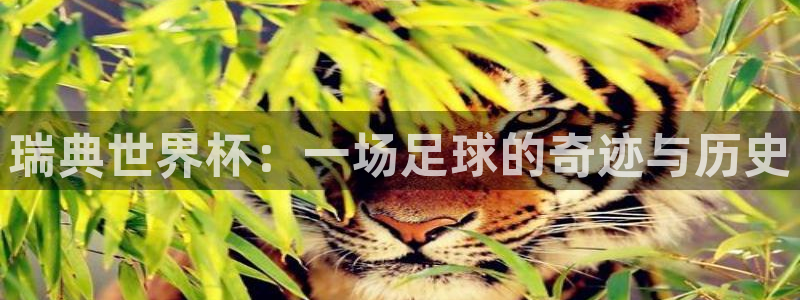 世界杯足球赛2026：瑞典世界杯：一场足球的奇迹与历史